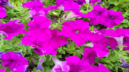 华为首款三折叠屏手机Mate XT非凡大师发布，售价19999元起