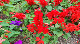 王俊凯解除与英特尔品牌一切合作关系